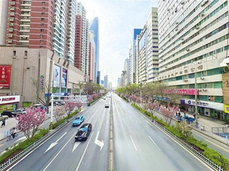 庆阳路樱花盛开，兰州变身浪漫花城！你还在等什么？