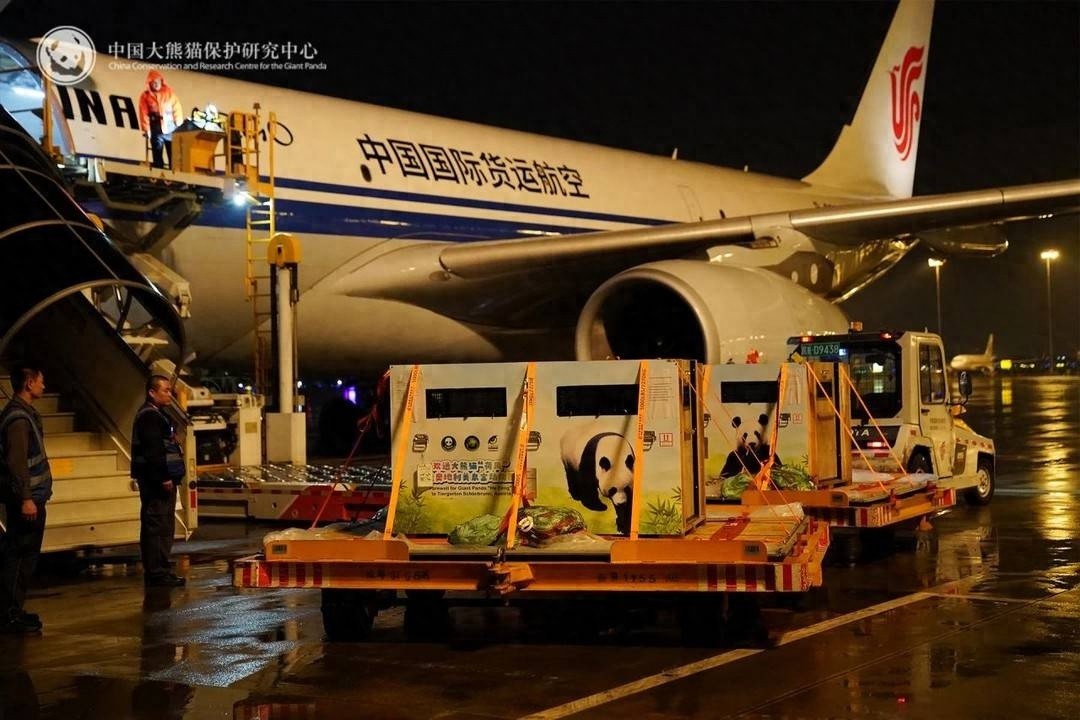 可爱大熊猫荷风兰韵远赴奥地利，开启10年旅居生活！你期待它们的表现吗？