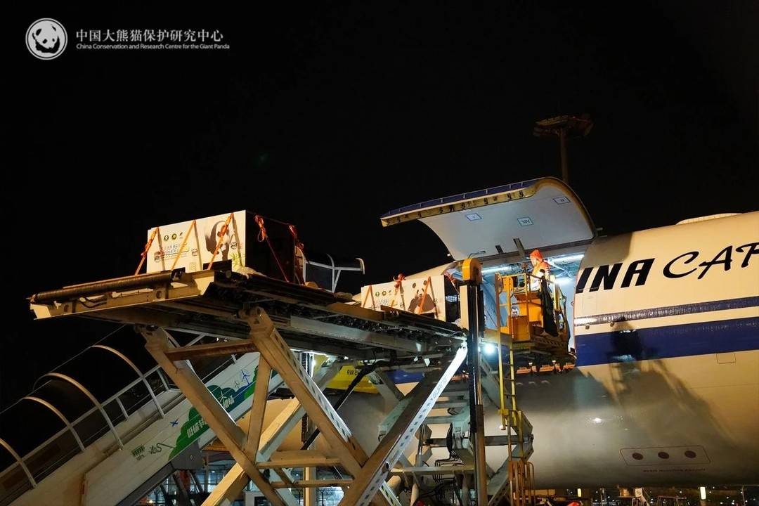 可爱大熊猫荷风兰韵远赴奥地利,开启10年旅居生活!你期待它们的表现吗? 第2张 可爱大熊猫荷风兰韵远赴奥地利,开启10年旅居生活!你期待它们的表现吗? 第2张