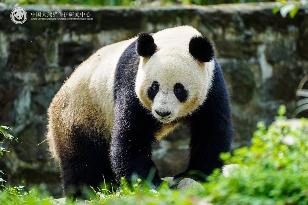 可爱大熊猫荷风兰韵远赴奥地利,开启10年旅居生活!你期待它们的表现吗? 第3张 可爱大熊猫荷风兰韵远赴奥地利,开启10年旅居生活!你期待它们的表现吗? 第3张