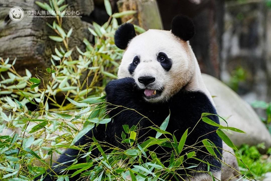 可爱大熊猫荷风兰韵远赴奥地利,开启10年旅居生活!你期待它们的表现吗? 第4张 可爱大熊猫荷风兰韵远赴奥地利,开启10年旅居生活!你期待它们的表现吗? 第4张