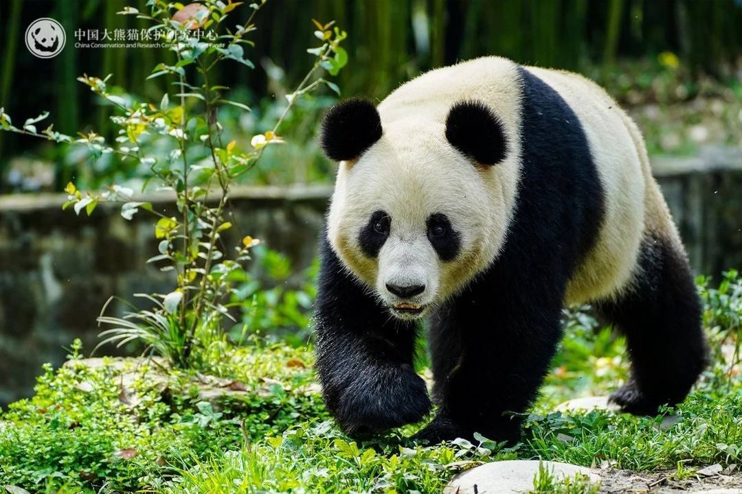 可爱大熊猫荷风兰韵远赴奥地利,开启10年旅居生活!你期待它们的表现吗? 第5张 可爱大熊猫荷风兰韵远赴奥地利,开启10年旅居生活!你期待它们的表现吗? 第5张