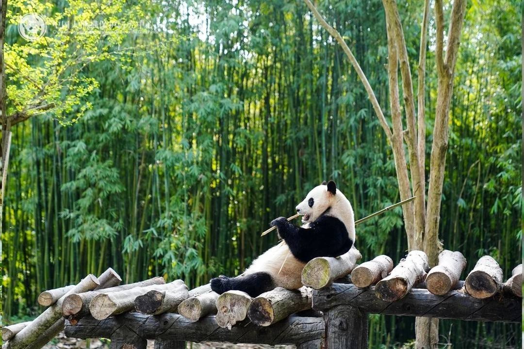 可爱大熊猫荷风兰韵远赴奥地利,开启10年旅居生活!你期待它们的表现吗? 第6张 可爱大熊猫荷风兰韵远赴奥地利,开启10年旅居生活!你期待它们的表现吗? 第6张