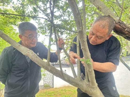 跨越900年的文化传承！苏东坡手植海棠竟要重返故里？