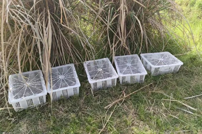 250只大白鹭幼鸟被非法猎捕，价值十余万元！警方如何雷霆出击？  第2张