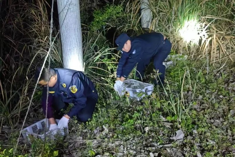 250只大白鹭幼鸟被非法猎捕，价值十余万元！警方如何雷霆出击？  第4张