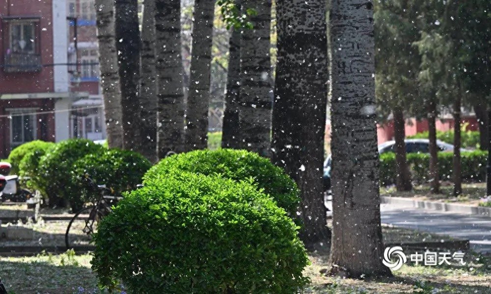 四月飞雪浪漫？杨柳絮钻进鼻孔的烦恼你了解吗