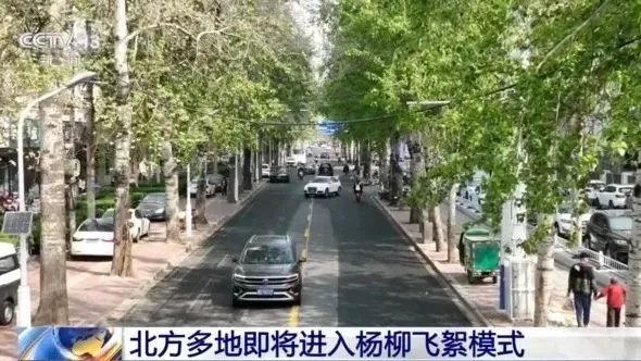四月飞雪浪漫？杨柳絮钻进鼻孔的烦恼你了解吗  第3张