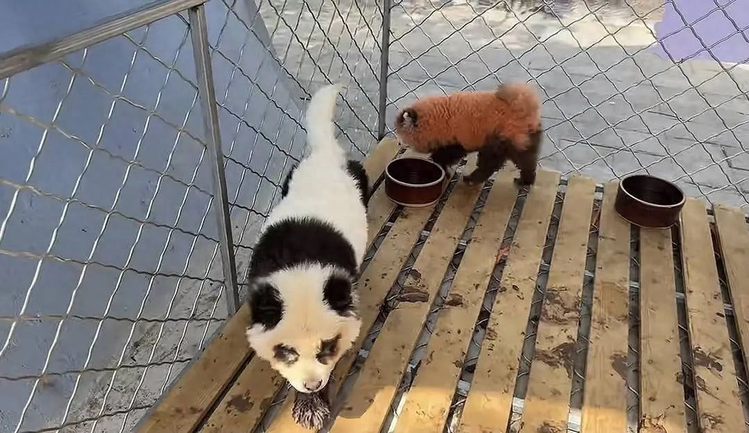 动物园竟用染色狗冒充熊猫？网友炸锅：这是创意还是欺骗