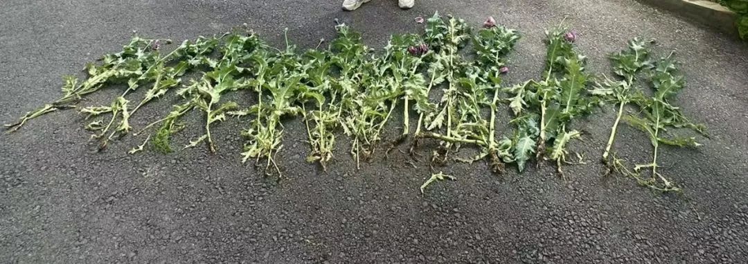 村民家门口竟种33株罂粟，警方火速铲除并严惩！你还敢种吗？  第2张