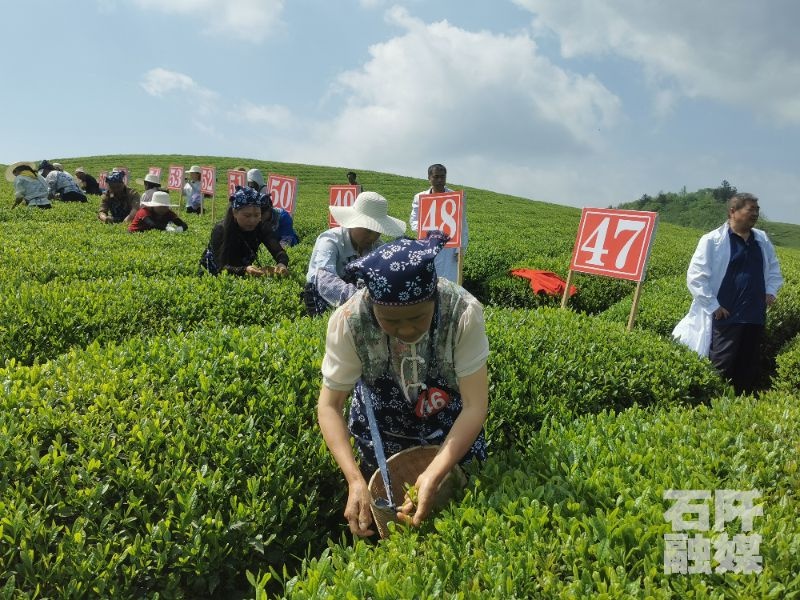 石阡县采茶大赛惊现金手指！这三位选手凭什么摘得桂冠？  第2张