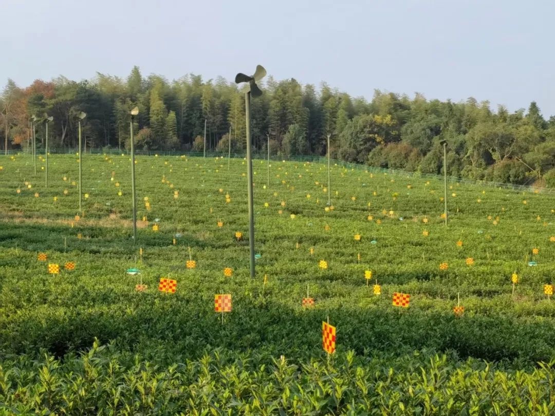 雨花茶凭什么成为全省唯一入选案例？七种方式让你爱上它  第2张
