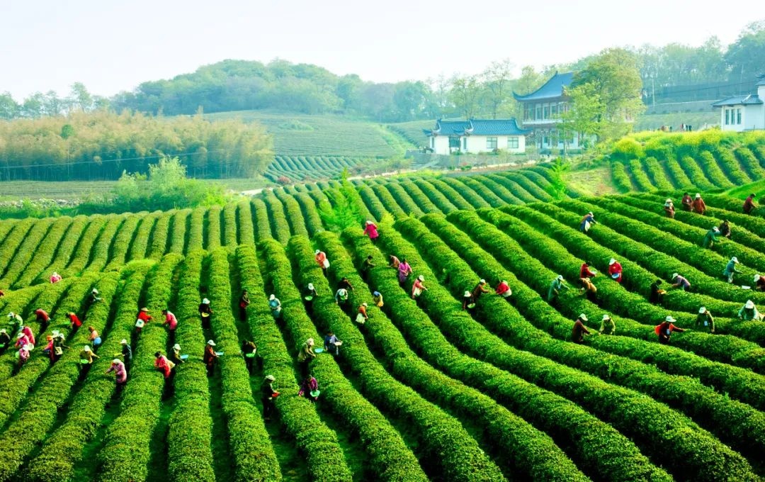 雨花茶凭什么成为全省唯一入选案例？七种方式让你爱上它  第3张