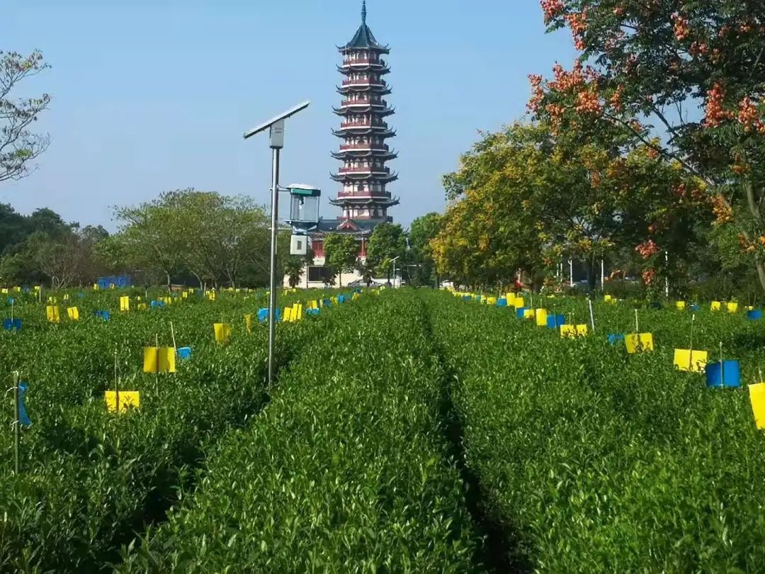 雨花茶凭什么成为全省唯一入选案例？七种方式让你爱上它  第5张