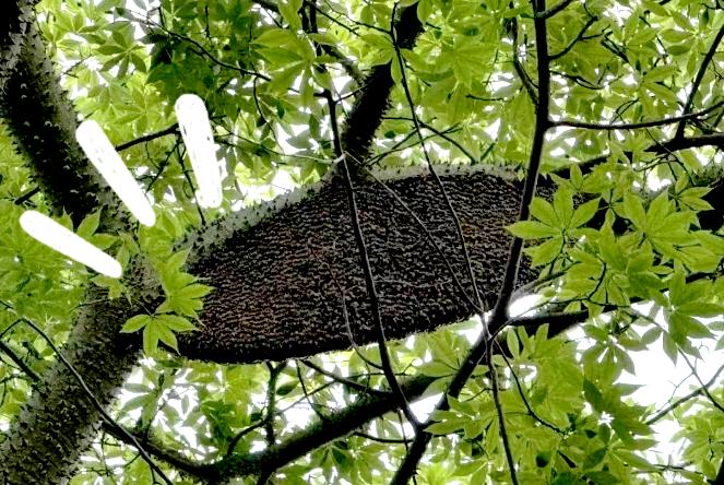 惊悚!小区女业主遭蜂群疯狂袭击,头发剃光治疗!这些蜂究竟有多恐怖? 第3张 惊悚!小区女业主遭蜂群疯狂袭击,头发剃光治疗!这些蜂究竟有多恐怖? 第3张