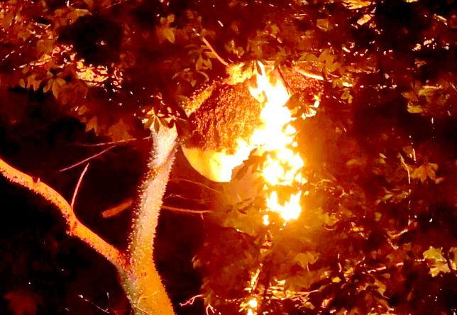 惊悚!小区女业主遭蜂群疯狂袭击,头发剃光治疗!这些蜂究竟有多恐怖? 第4张 惊悚!小区女业主遭蜂群疯狂袭击,头发剃光治疗!这些蜂究竟有多恐怖? 第4张