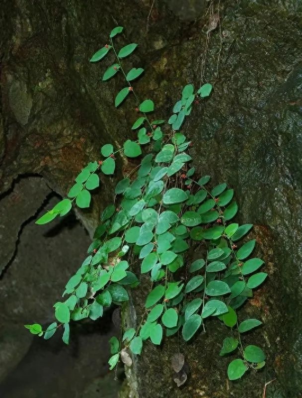 广西惊现濒危植物新种！恩城黑面神为何如此珍贵？