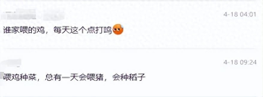 凌晨4点神秘鸡鸣扰民！这只隐藏小区的公鸡究竟是谁家的？  第1张