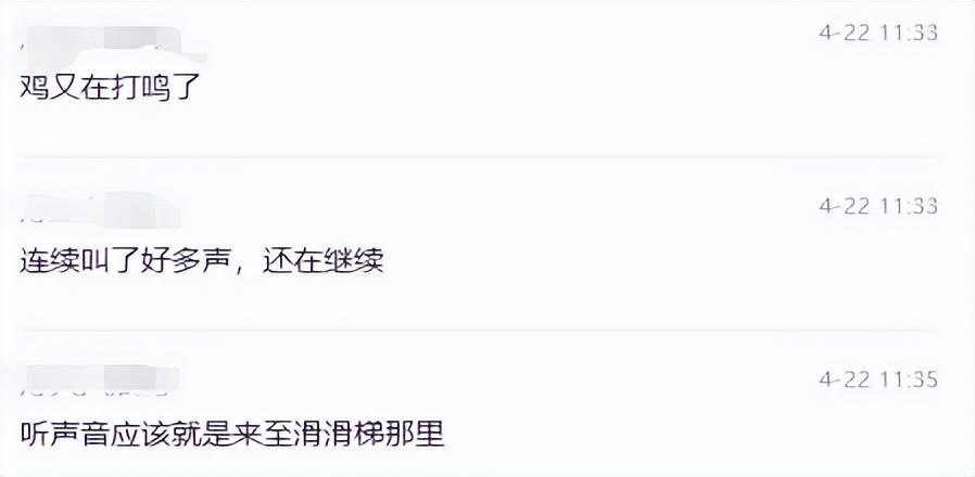 凌晨4点神秘鸡鸣扰民！这只隐藏小区的公鸡究竟是谁家的？  第2张