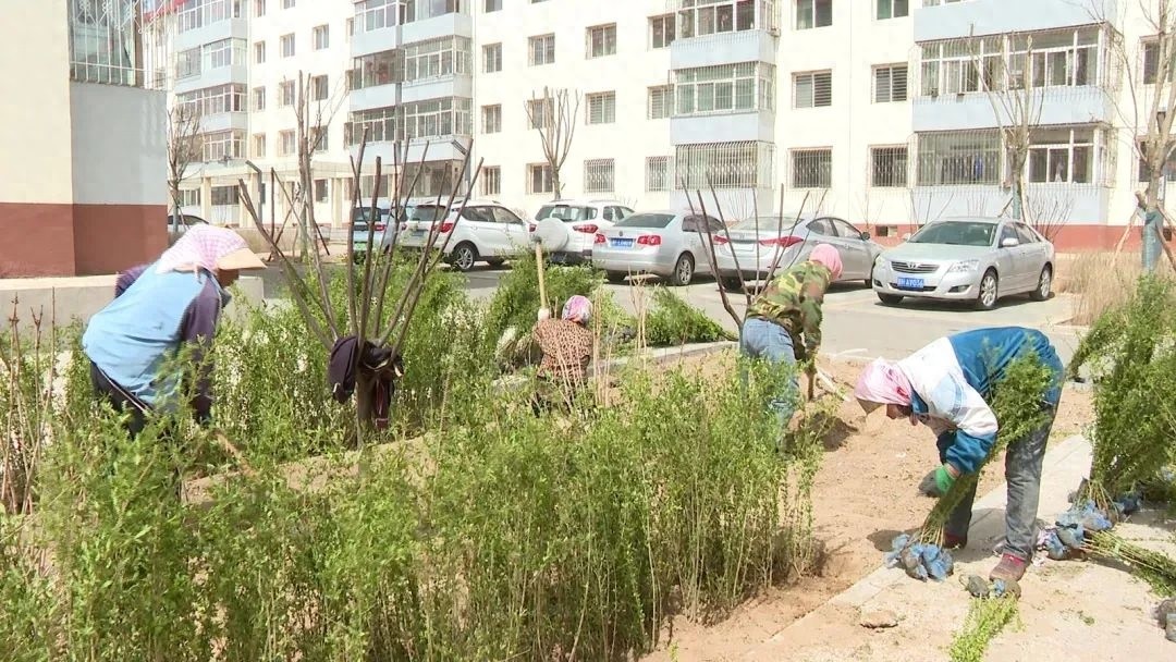老旧小区大变样！平鲁区住建局启动春季绿化，14300株树木将如何改变居民生活？