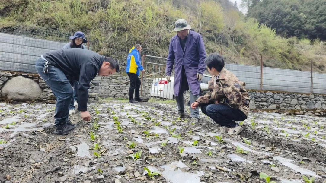 突发！冰雹突袭杂谷脑镇和古尔沟镇，326亩农作物受损，政府紧急行动