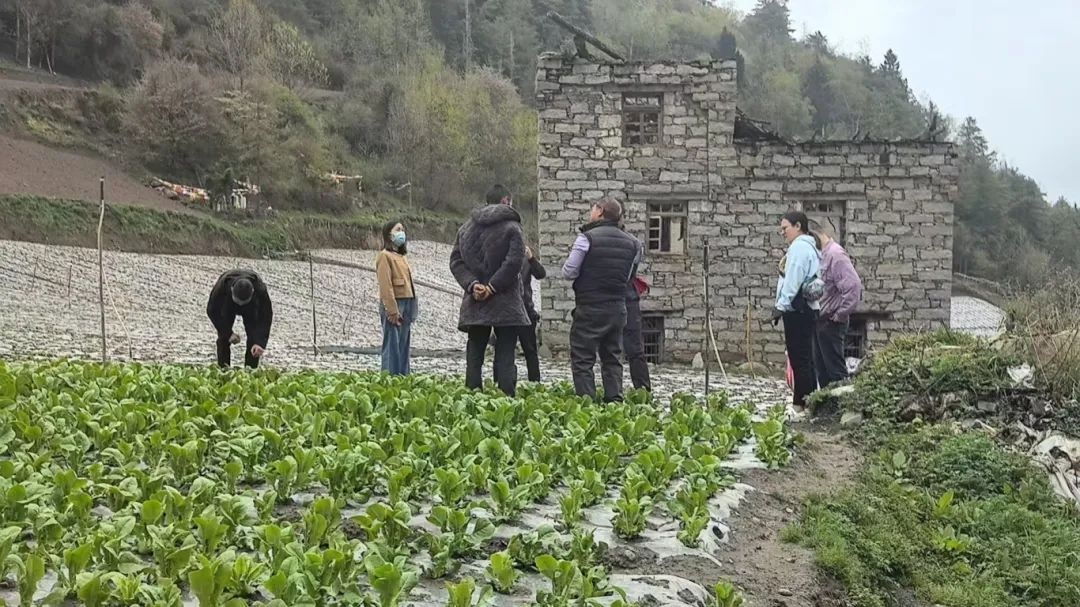 突发！冰雹突袭杂谷脑镇和古尔沟镇，326亩农作物受损，政府紧急行动  第3张