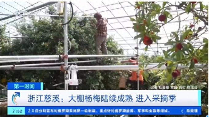 慈溪大棚杨梅上市！自驾采摘游将至，出行高峰何时现？安全咋保障