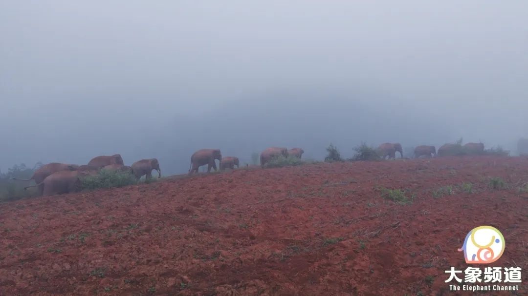 云南旅行方式多样，野象的旅行密码你知道吗？国际生物多样性日快来探秘  第6张