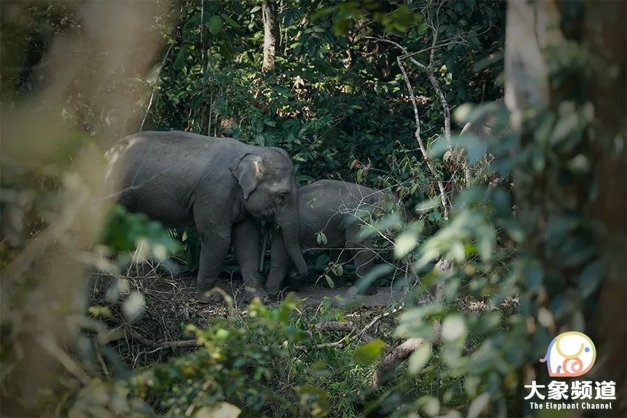 云南旅行方式多样，野象的旅行密码你知道吗？国际生物多样性日快来探秘  第7张