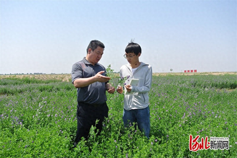 5月13日沧州试验田的紫花苜蓿，为何因‘配方水’长势不同？