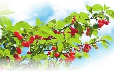 4月个旧樱桃红似玛瑙！游客穿梭采摘，农户增收超万元？