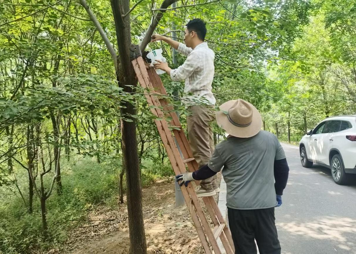 区综合行政执法局开展小线角木蠹蛾虫害专项防治行动？如何筑牢生态安全防线  第3张
