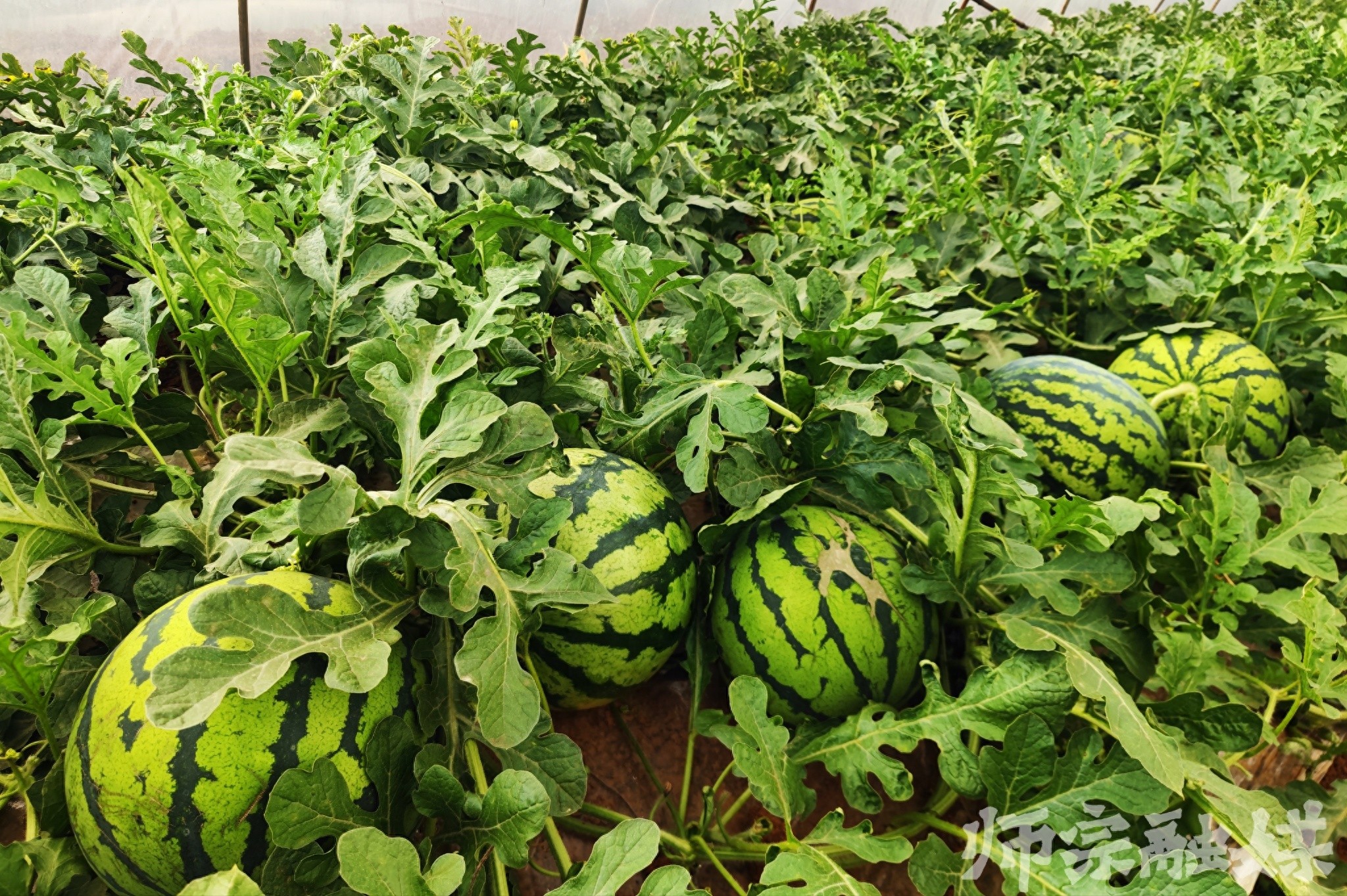 初夏时节瓜香四溢！新村社区西瓜丰收，究竟藏着啥秘密？  第1张