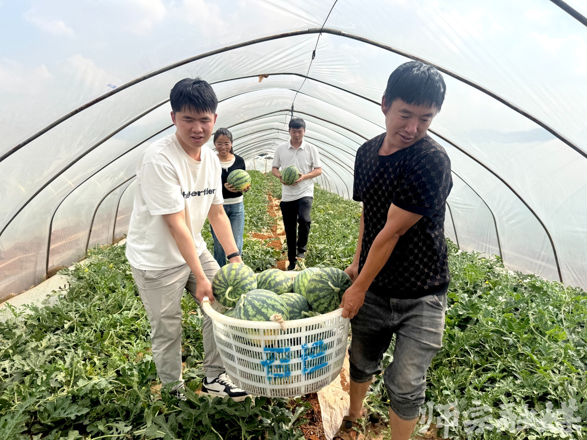 初夏时节瓜香四溢！新村社区西瓜丰收，究竟藏着啥秘密？  第2张