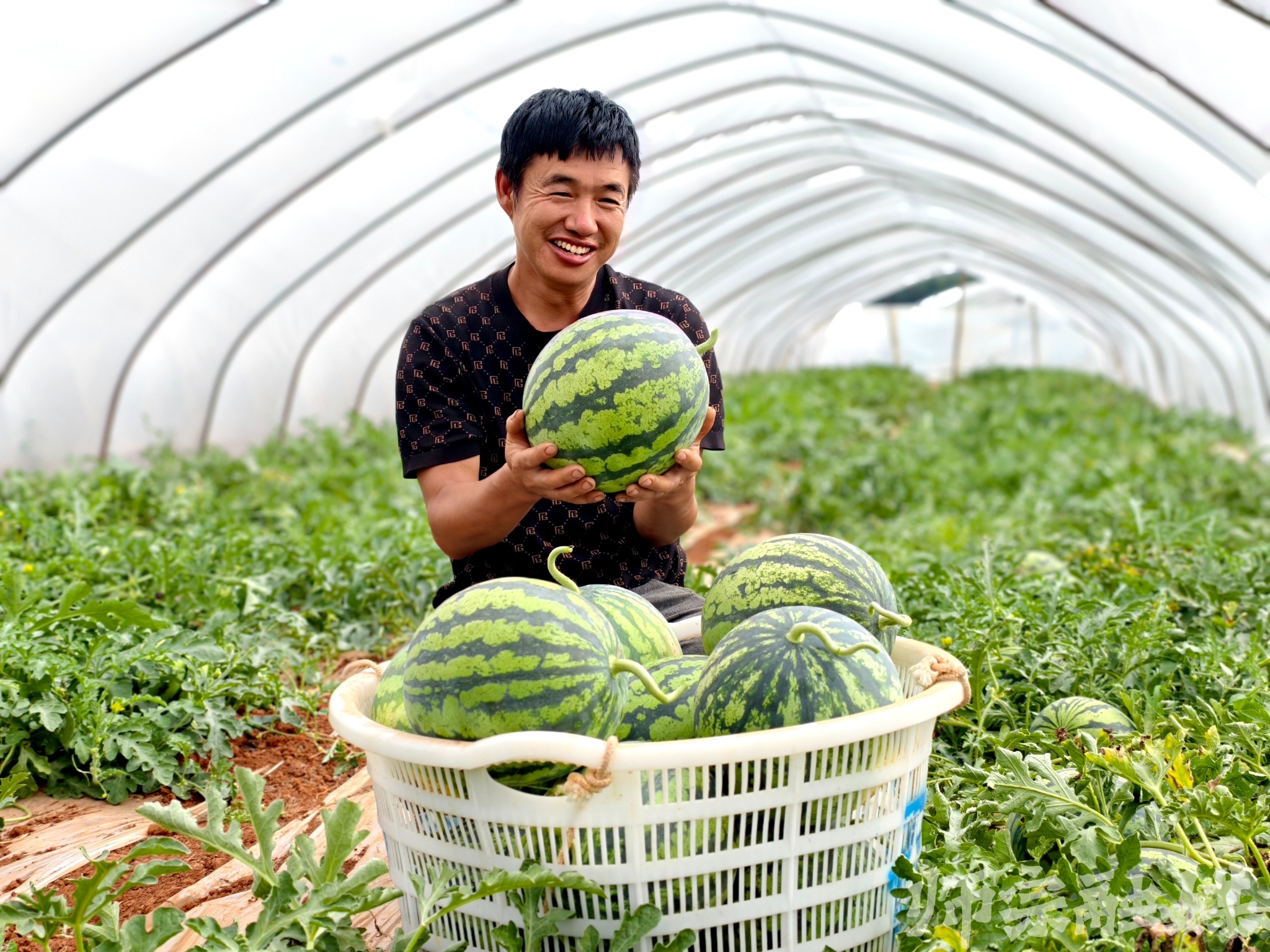 初夏时节瓜香四溢！新村社区西瓜丰收，究竟藏着啥秘密？  第3张