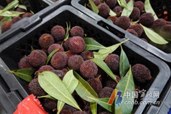 气温攀升杨梅旺销！日到货量 3 万箱至 4 万箱，销售额竟同比增长 260%？