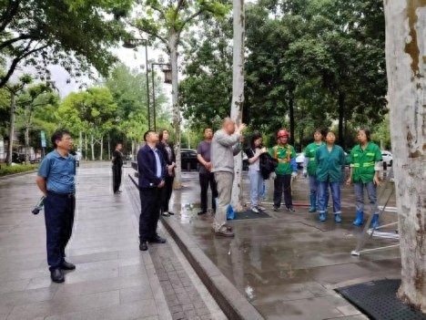 梧桐飞絮大幅减少？原来是他们打响了这场生态战役