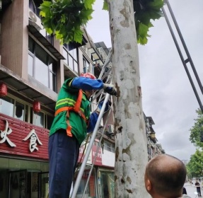 梧桐飞絮大幅减少？原来是他们打响了这场生态战役  第3张