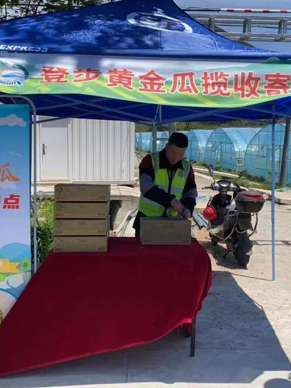 盛夏登步岛黄金瓜丰收，客货邮融合模式如何破上行难题？  第3张