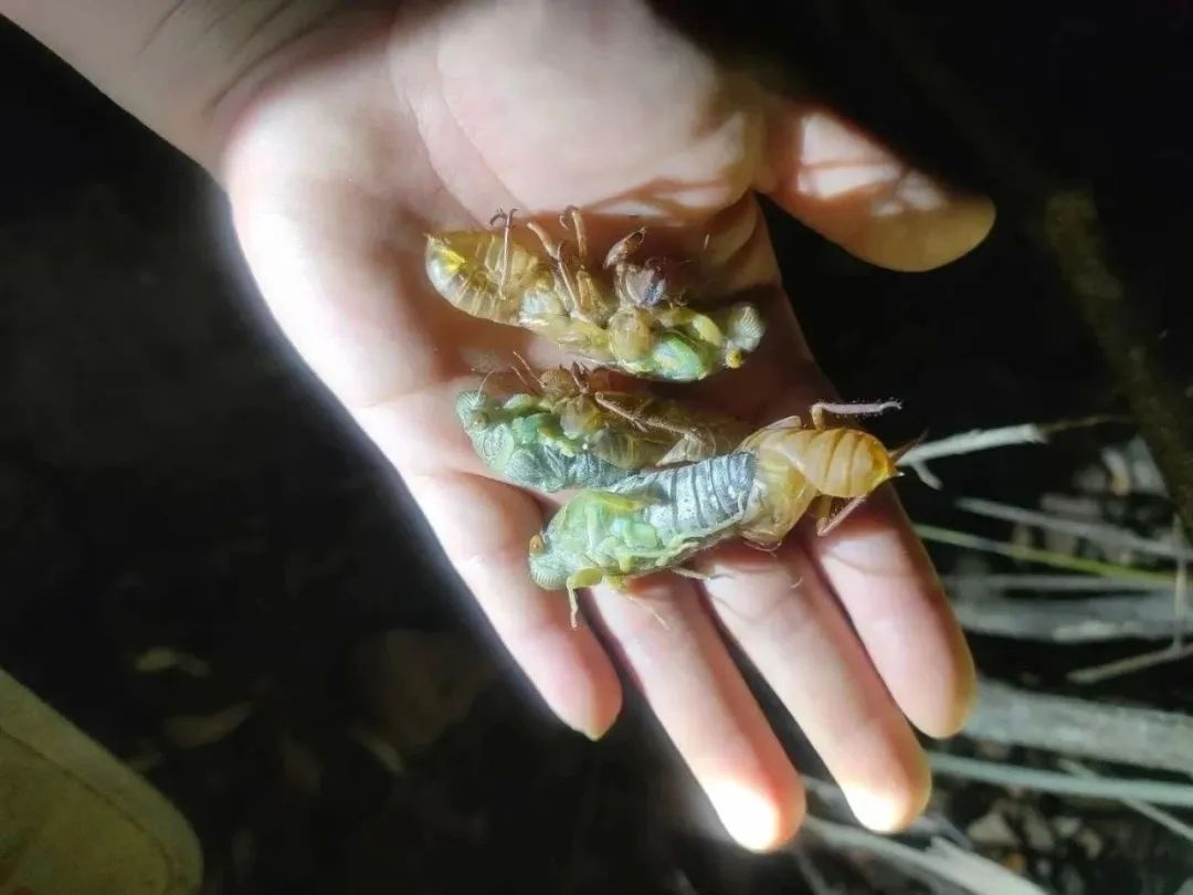 雨后蝉鸣中蓬勃发展的金蝉产业，龙陵县纪委监委如何保驾护航？  第2张