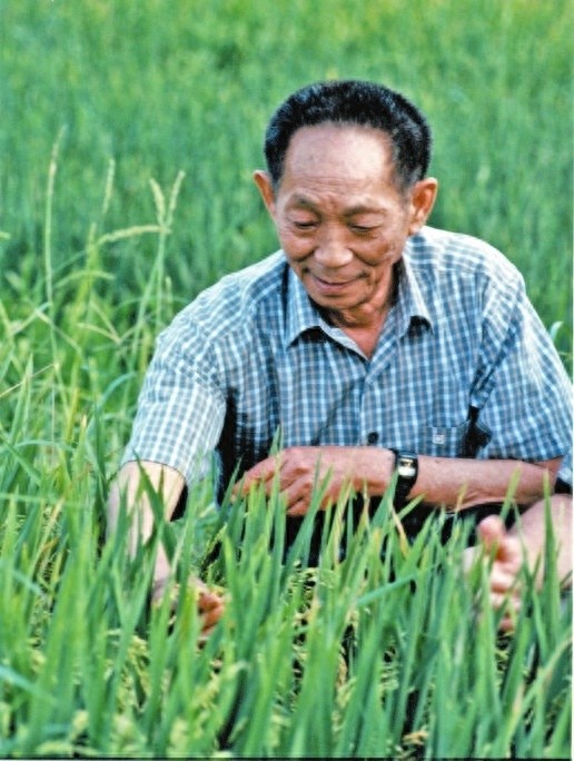 袁隆平逝世四周年！科研工作者如何传承精神保粮食安全？