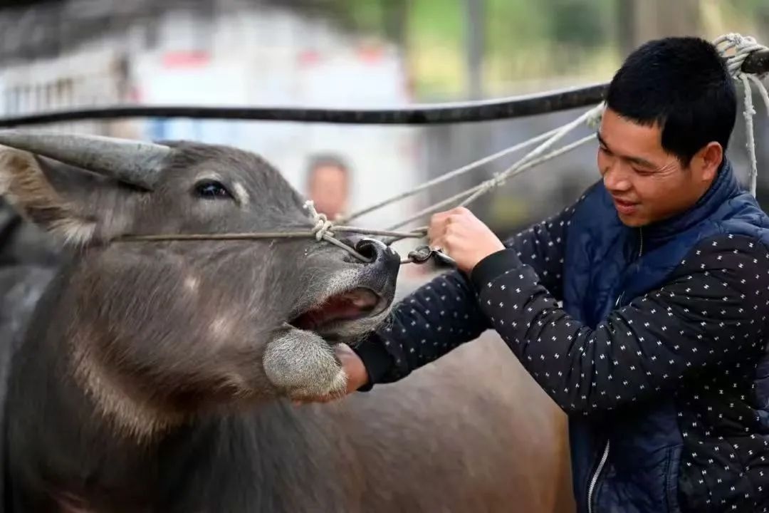 插队故地重游遇难题？坐牛的竟成解决之道  第2张