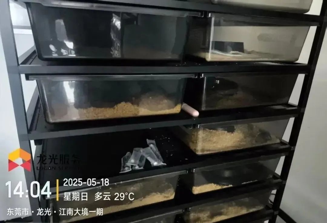 东莞一小区频繁现蛇引恐慌！25楼租户养100余条宠物蛇？  第2张