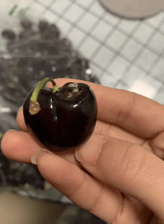 山姆车厘子惊现发霉！30%坏果率，你还敢买吗？