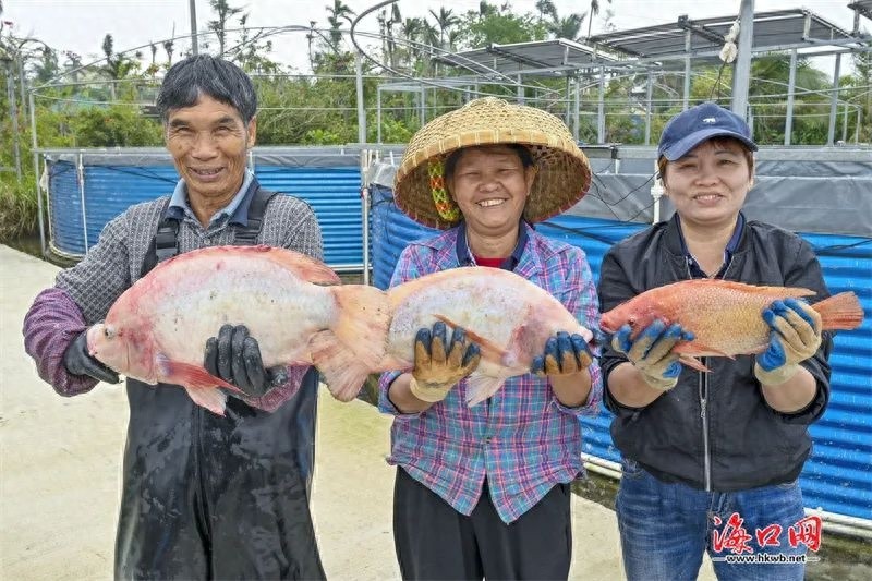 春节餐桌新宠！美兰海南鲷为何供不应求？揭秘枷椗山基地的养殖奇迹  第1张