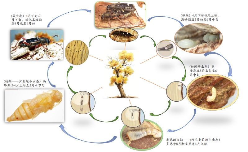 2022年盟科技计划项目终期成果大揭秘！胡杨林柳脊虎天牛研究竟有这些惊人发现  第2张