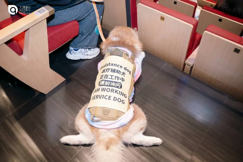 医疗辅助犬首次踏入剧场，九棵树（上海）未来艺术中心开创先例  第3张