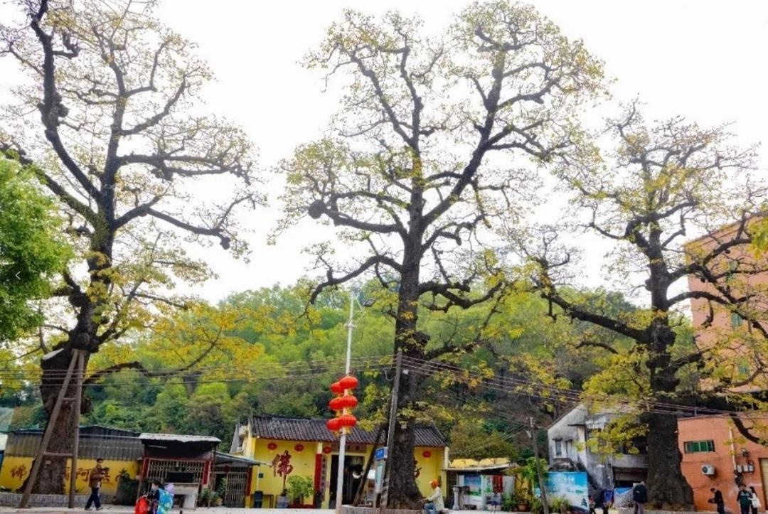 虎门唯一一棵520年古树，你见过吗？怀德社区的古榕树下的故事等你来发现  第3张