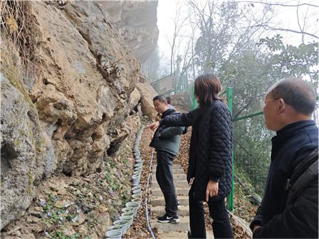 你知道吗？江油市距瓣尾囊草数量已达7600株，植物界的大熊猫正在复苏  第1张