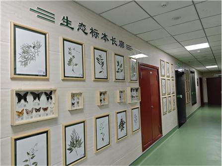 你知道吗？江油市距瓣尾囊草数量已达7600株，植物界的大熊猫正在复苏  第2张
